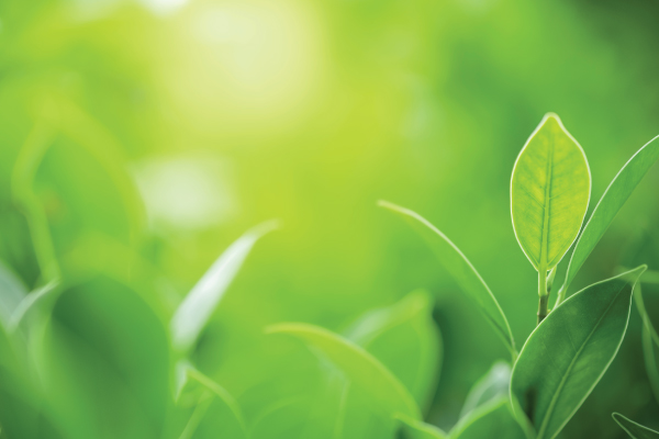 GREEN &amp; BIO