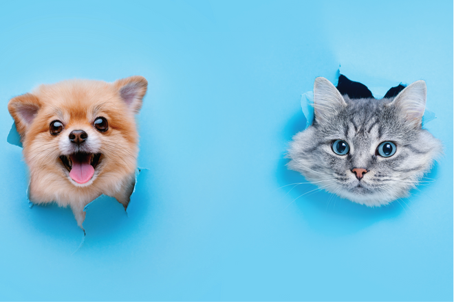 AMICI ANIMALI